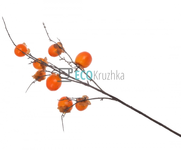 Гілка декоративна Хурми, довжина 95 см (арт. 119-004) Гілка декоративна Хурми, довжина 95 см (арт. 119-004)